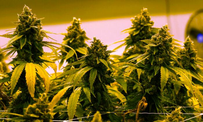 Medical Experts See Dangers in Pennsylvania Home-Grow Marijuana Bill