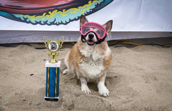 “Crouton the Corgi" poses with her trophy after winning the Corgi Limbo contest for the seventh year during the 10th Annual Corgi Beach Day in Huntington Beach, Calif., on April 2, 2022. (Carol Cassis/The Epoch Times)