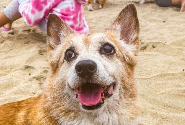 An estimated 15,000 people and their dogs flooded Huntington Dog Beach for the 10th Annual Corgi Beach Day in Huntington Beach on April 2, 2022. (Carol Cassis/The Epoch Times)