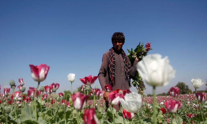 Taliban Bans Drug Cultivation, Including Lucrative Opium
