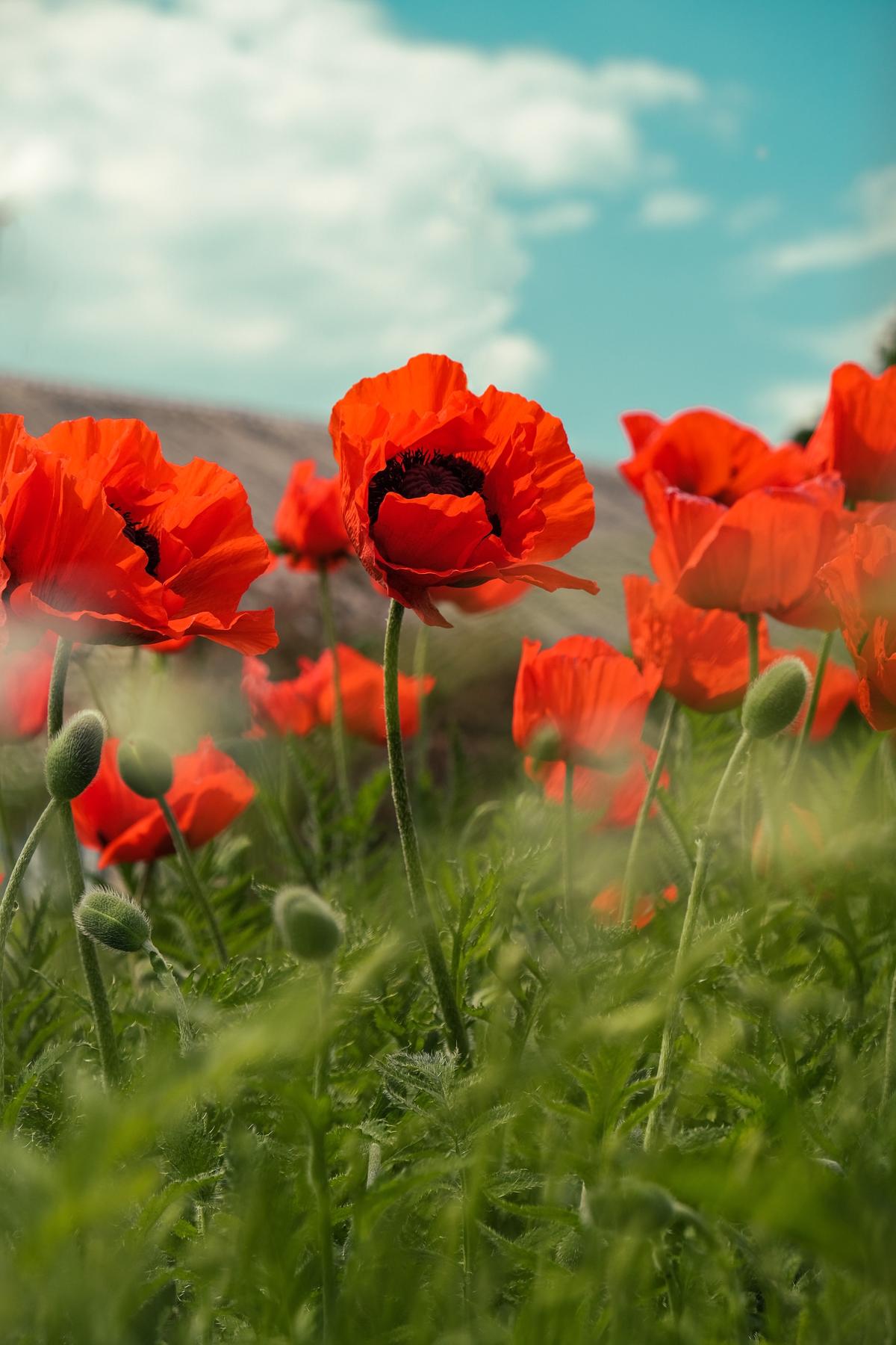 All About The Poppy Flower