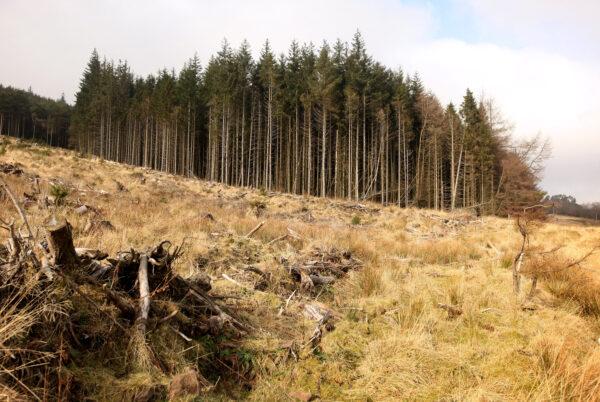 Deforested coniferous woodland is seen adjacent to the Neuadd Reservoir in the Brecon Beacons National Park in Brecon, Wales, on Feb. 6, 2010. (Oli Scarff/Getty Images)