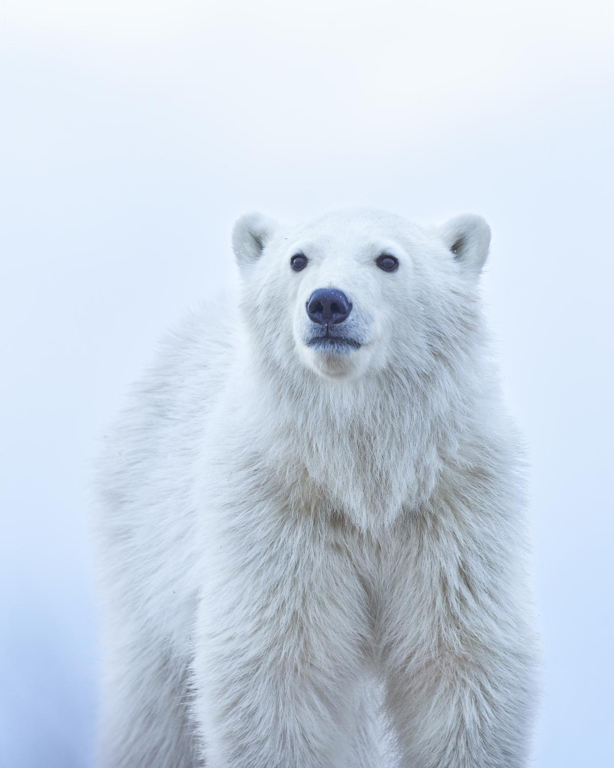 "Polar Bear Cub" by Jenny Zhao, United States of America; "A polar bear cub staring wistfully into the distance, shot in Canada in November 2021." (© Jenny Zhao, United States of America, Winner, National Awards, Natural World & Wildlife, 2022 Sony World Photography Awards)