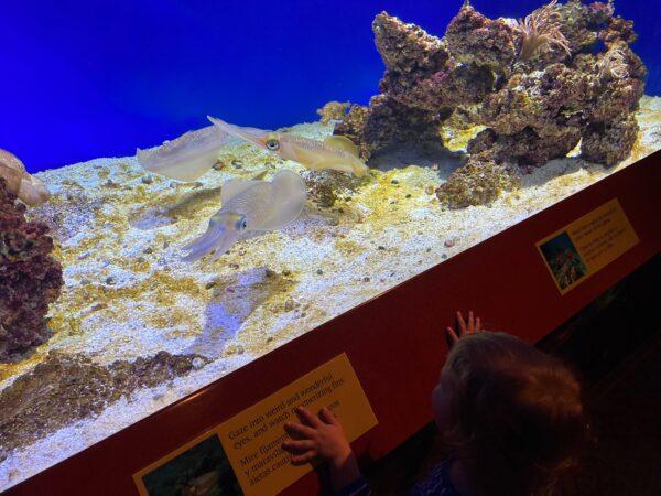 A child stares in wonder at the bigfin reef squid. (courtesy of Karen Gough)
