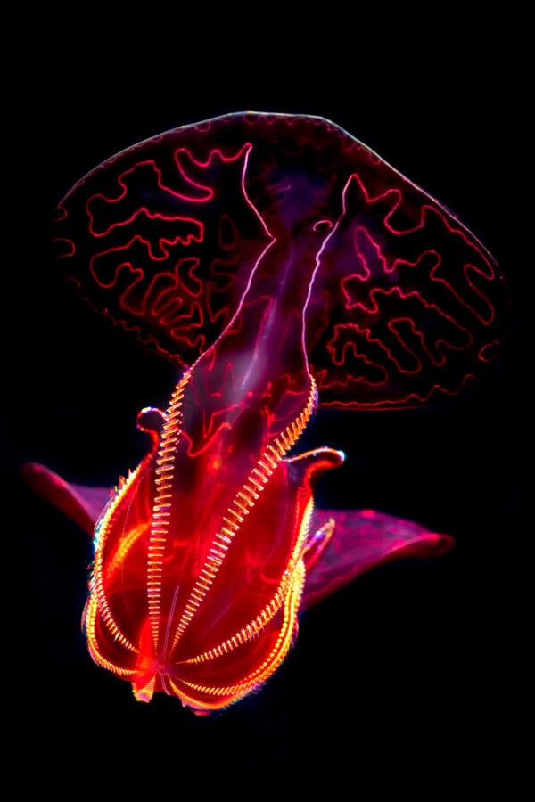 Example of a deep-sea species. (courtesy of the Monterey Bay Aquarium Foundation)