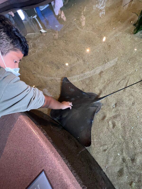 A child pets a baby bat ray. (courtesy of Karen Gough)