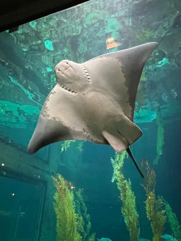 A bat ray glides up the glass wall. (courtesy of Karen Gough)