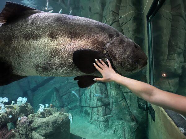 A hand appears to touch the giant sea bass through a concave window. (courtesy of Karen Gough)