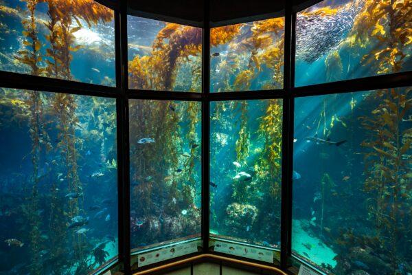 The Giant Kelp Forest exhibit. (courtesy of the Monterey Bay Aquarium Foundation)