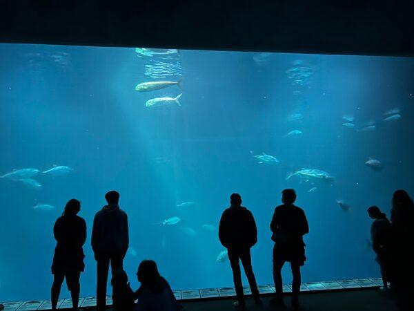 The main tank of the Open Sea exhibit holds 1.2 million gallons of sea water. (courtesy of Karen Gough)