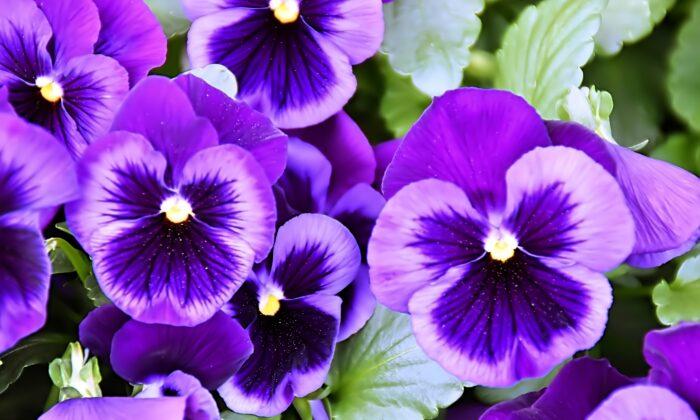 Vibrant Violets