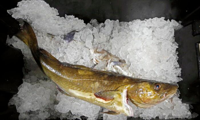 Seafood Biz Braces for Losses of Jobs, Fish Due to Sanctions
