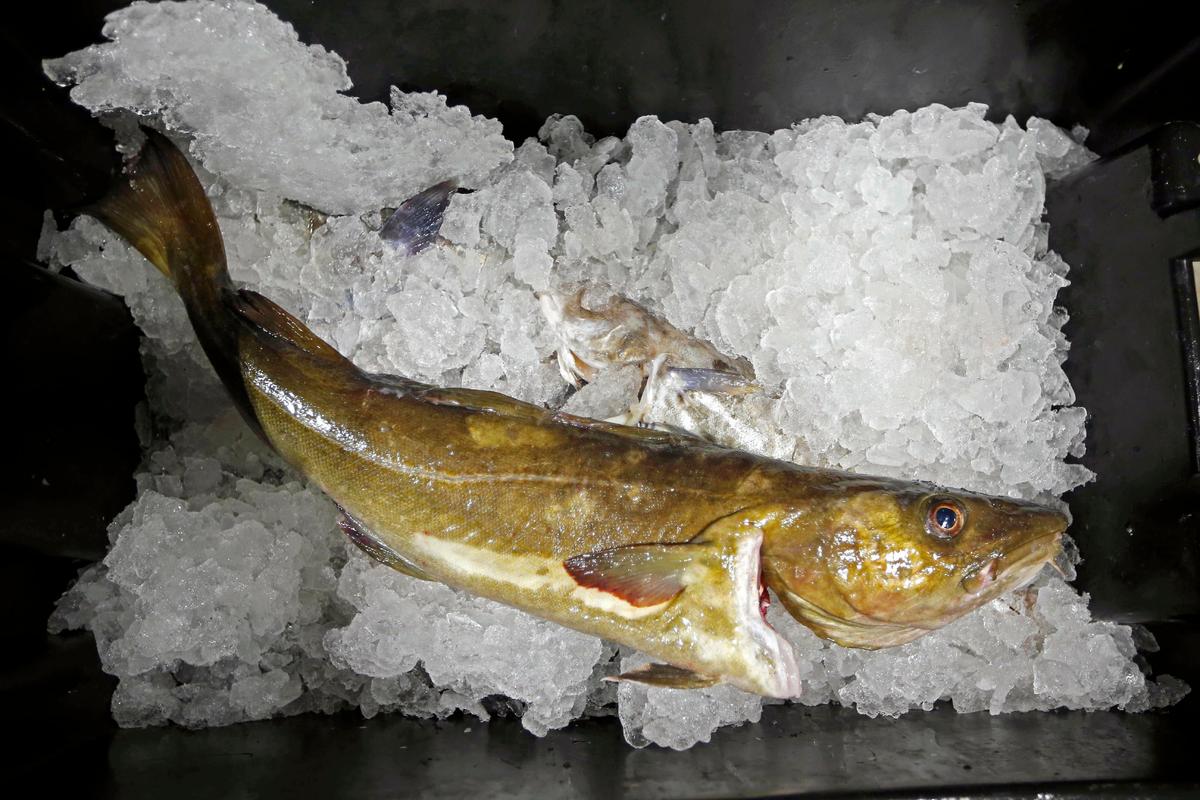 Seafood Biz Braces for Losses of Jobs, Fish Due to Sanctions