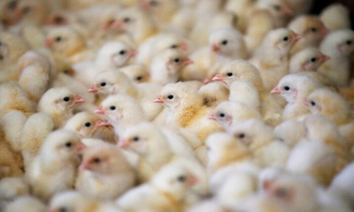 Rare Upsurge in Bird Flu Makes for Worst-Ever Crisis in France