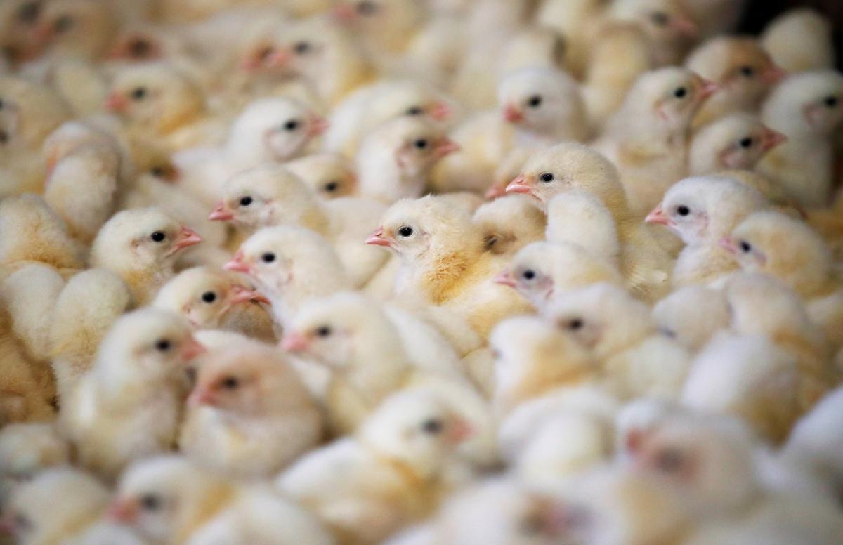 Rare Upsurge in Bird Flu Makes for Worst-Ever Crisis in France