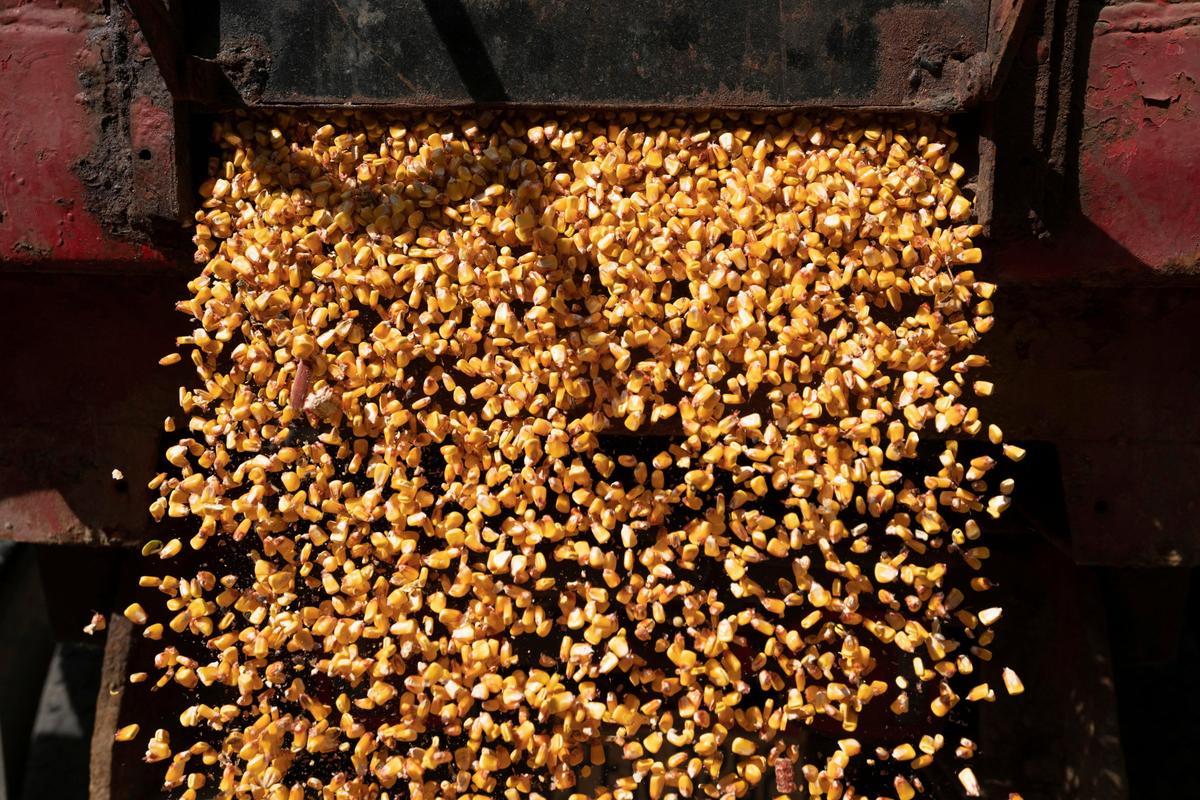 China Books Biggest Deal for US Corn Since May 2021