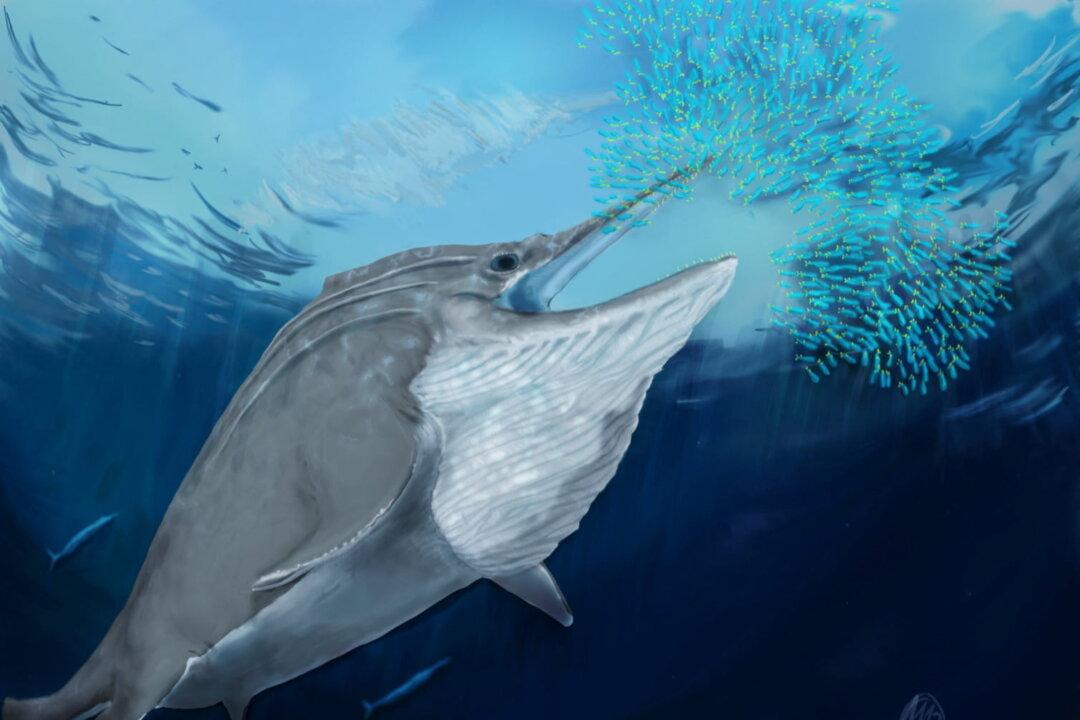 Fossils of Giant Marine Reptiles Found High in the Swiss Alps