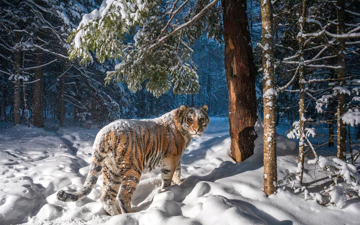The hidden-camera-trap picture of the Siberian (Amur) tiger. (Sascha Fonseca/SWNS)