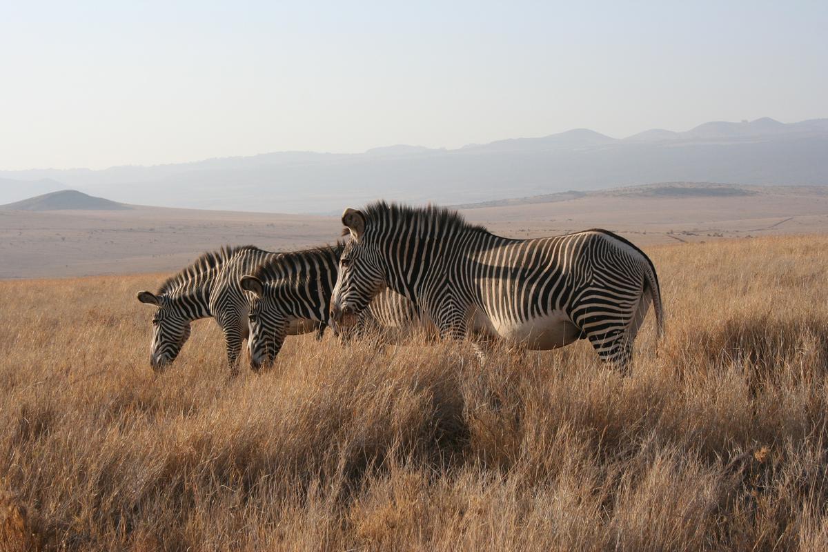 The only sounds you’ll hear on an unplugged, unconnected African safari are that of wildlife grunting, snorting, munching, barking and roaring — and not the chirping of a cellphone. A trio of Grevy’s zebra feed on Kenya’s sweet grasses, with no sounds except the wind. (Mary Ann Anderson/TNS)