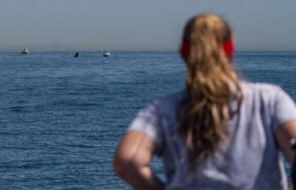 A tourist watches a whale breach the water near small boats outside Dana Point Harbor, Calif., on April 7, 2022. (John Fredricks/The Epoch Times)