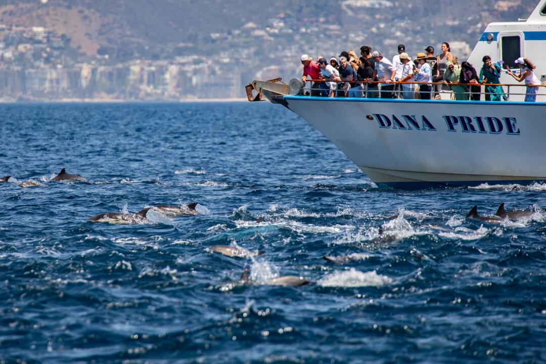 Dana Point Delivers Big Time on Whale Heritage Designation