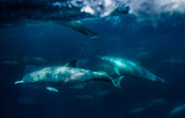 Dolphins swim near an underwater viewing area on a whale watching vessel operated by Capt. Daves Whale Watching Tours outside of Dana Point Harbor, Calif., on April 7, 2022. (John Fredricks/The Epoch Times)