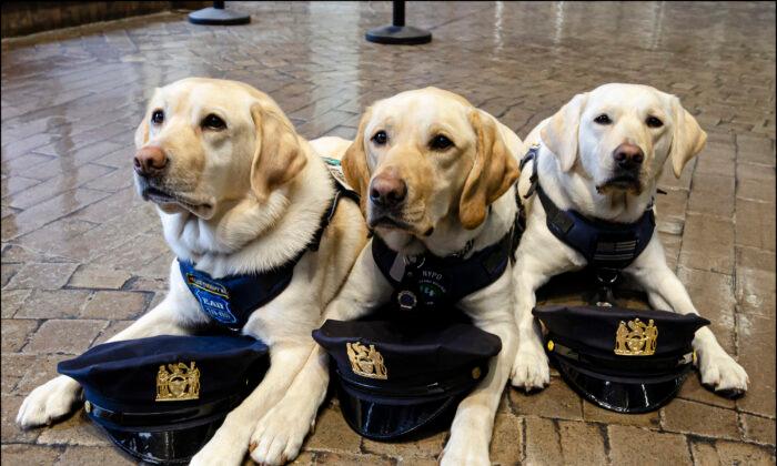 To Protect and Cuddle: NYPD’s Therapy Dogs on the Job