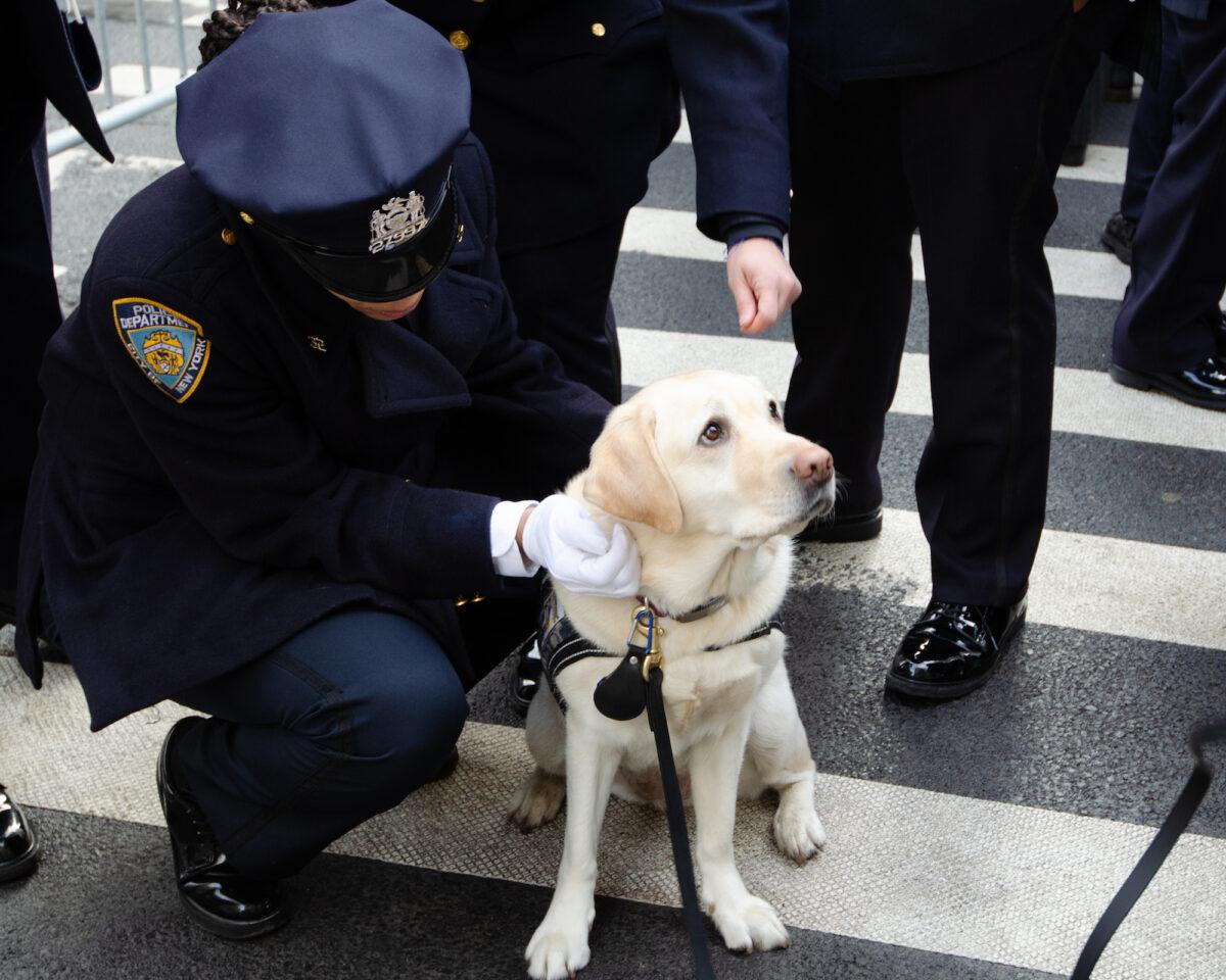 "Detective" Jenny, a therapy dog from the NYPD’s Employee Assistance Unit, was available to anyone who needed her at St. Patrick’s Cathedral in NYC for the funeral of a fallen policeman, Wilbert Mora, on Feb. 2, 2022. (Dave Paone/The Epoch Times)