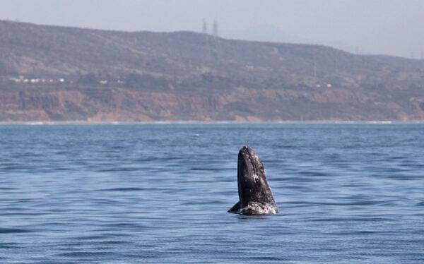 A whale breaches the water as Dana Point tourists participate in a whale watching tour outside of Dana Point Harbor, Calif., on April 7, 2022. Less pollution can protect our nature mother. (John Fredricks/The Epoch Times)