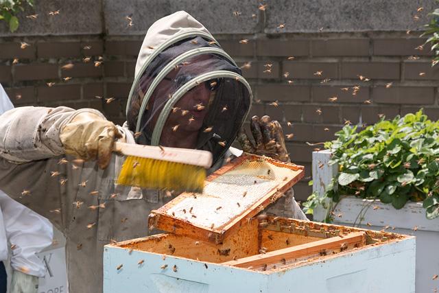 New York City beekeeper Andrew Cote. (Gabe Kirchheimer)