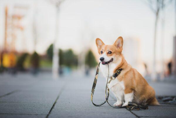 <span class="caption">People who walk with dogs walk more often and for longer.</span> (Jus_Ol/Shutterstock)