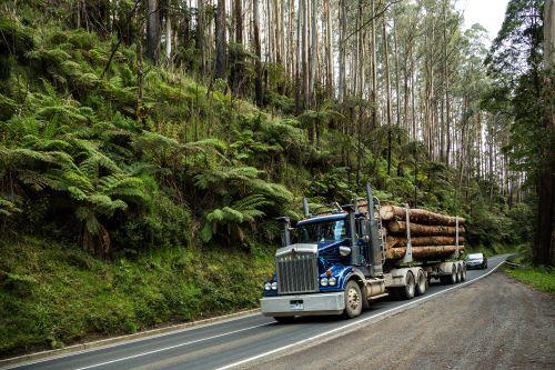 A logging truck drives through a temperate rainforest near Melbourne in Victoria, Australia. (Michael Evans/Adobe Stock)