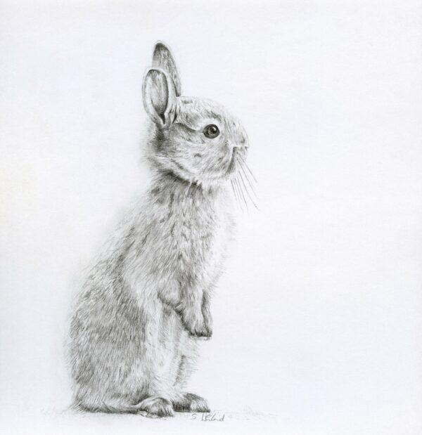 "Bushy Bunny," 2020, by Susannah Weiland. Pencil on paper. Framed: 8.2 inches by 8.7 inches. (Susannah Weiland)