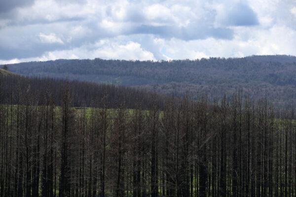A general view of bushfire-affected forestry in Tumbarumba, Australia, on Nov. 24, 2020. (Lisa Maree Williams/Getty Images)