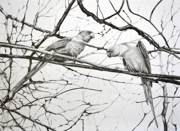 "Hyde Park Parakeets," 2020, by Susannah Weiland. Pencil on paper. Framed: 16.5 inches by 11.7 inches. (Susannah Weiland)