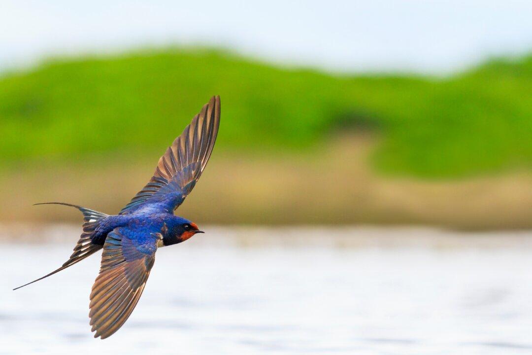 Why Birds Migrate Vast Distances – and How You Can Help During Their Breeding Season