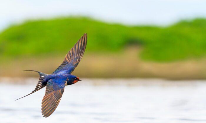 Why Birds Migrate Vast Distances – and How You Can Help During Their Breeding Season