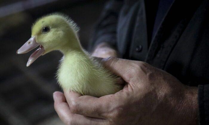 Quebec Duck Farm Says It Has Detected a Case of Highly Pathogenic Avian Flu