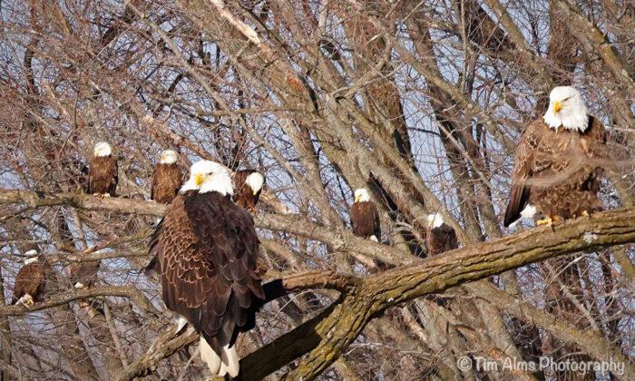 Birder Photographs Dozens of Bald Eagles Flocking, Hunting in Mississippi River Valley—And They're Magnificent
