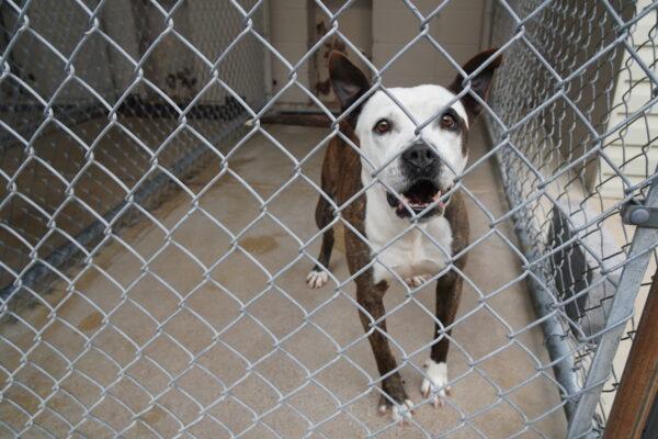 Sally, a 7-year-old pit bull, has been living in the East Ridge Animal Services shelter for about nine months. This photo was taken in East Ridge, Tenn., on April 13, 2022. (Jackson Elliott/ The Epoch Times)