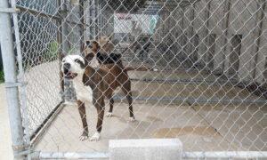 Call for Dog Licences, Breed Rules After Fatal Attacks