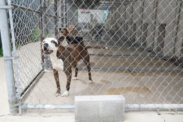 Pit bulls, a large, muscular dog breed, were originally developed as fighting dogs. Today, they're one of the most likely breeds to end up in a shelter. This photo was taken at East Ridge Animal Services shelter in East Ridge, Tenn., on April 13, 2022. (Jackson Elliott/ The Epoch Times)