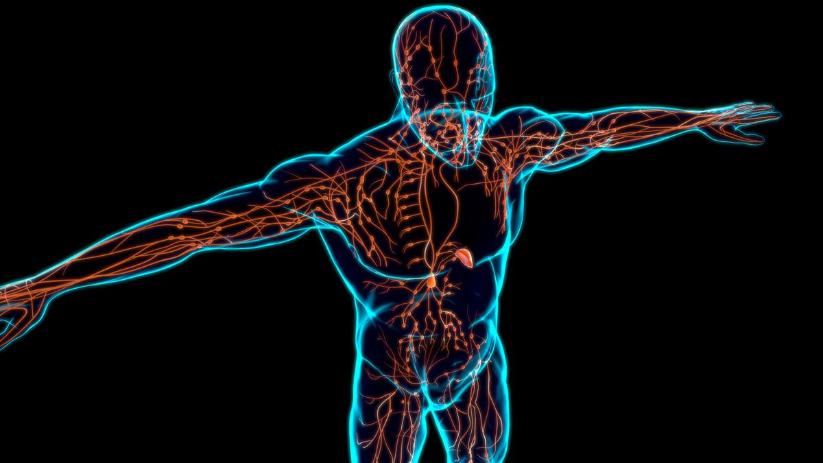What We Should Know About Our Lymphatic System