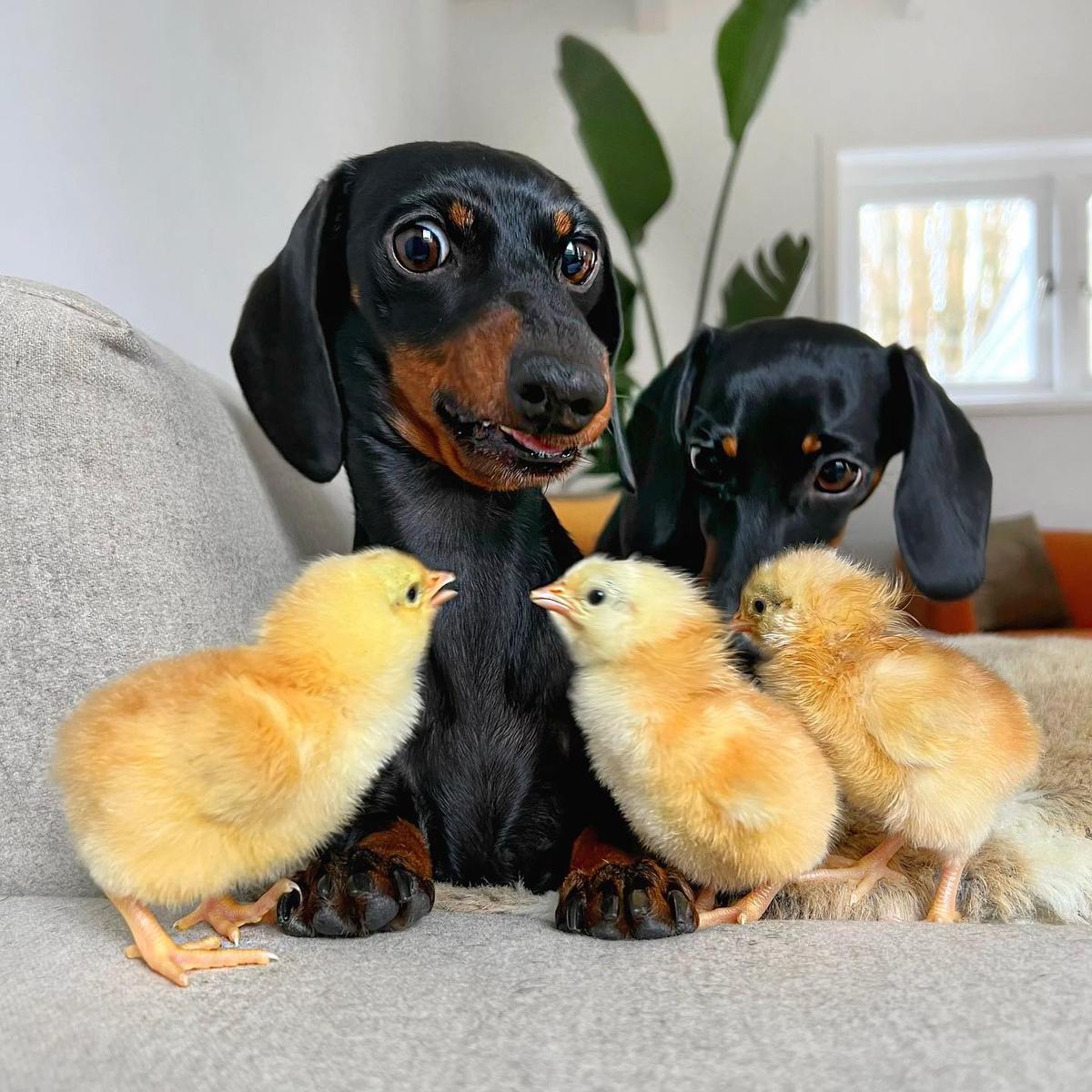 Loulou (front) and Coco (back) with the chicks. (Courtesy of Eveline Smith via <a href="https://www.instagram.com/loulouminidachshund/">Loulou & Coco</a>)