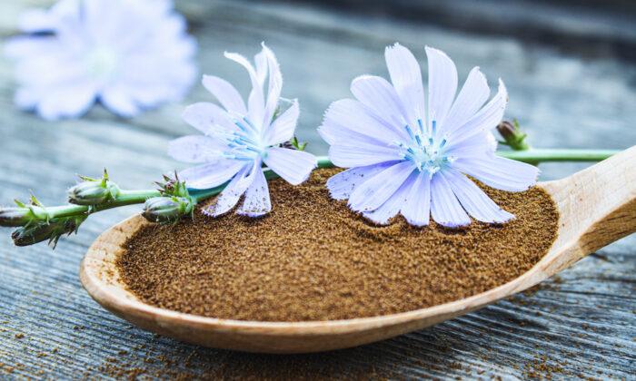 Cooking for Healing: The Medicinal Magic of Chicory