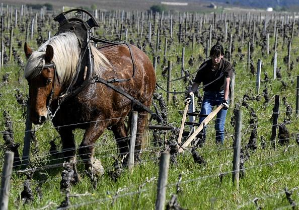 A winemaker ploughs the Pommard vineyard on April 20, 2018, near Pommard, in the region of Burgundy, southeastern France. (PHILIPPE DESMAZES/AFP via Getty Images)