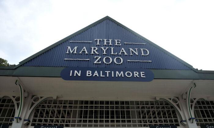 The Maryland Zoo in Baltimore Set to Open Life-Size Robotic Dinosaur Exhibit in May