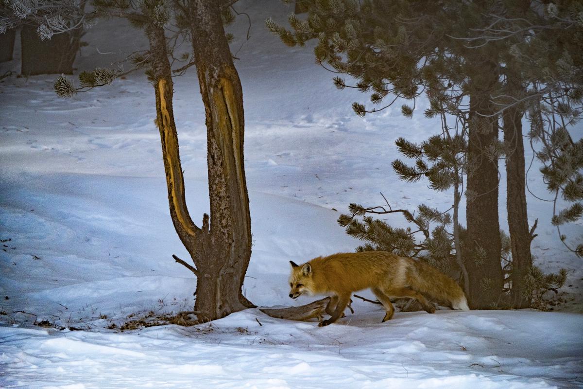 A red fox creeps in the forest. (Benjamin Myers/TNS)