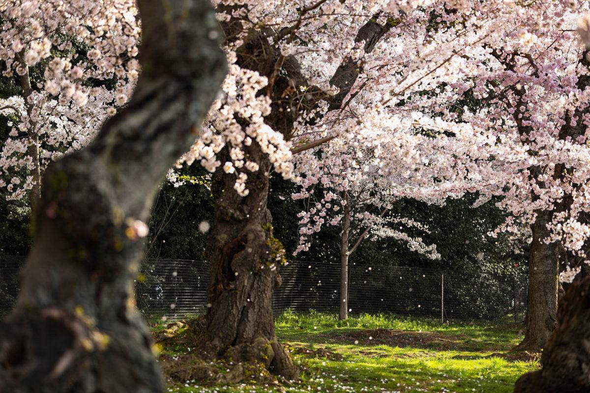 What Good Is Poetry? Making the Most of Life With A.E. Housman’s the ‘Loveliest of Trees’