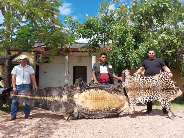 Wildlife director for the Department of Beni Jorge Raposo Callau (R) and two staff members display seized illegal black caiman and jaguar pelts in Trinidad, Bolivia, on April 11, 2022. (Autumn Spredemann/The Epoch Times)